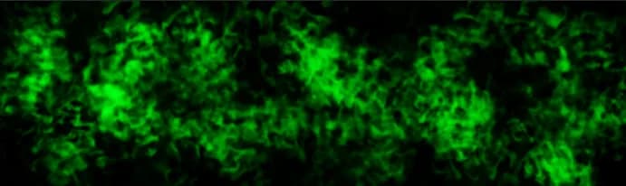 Eternal Flames preview